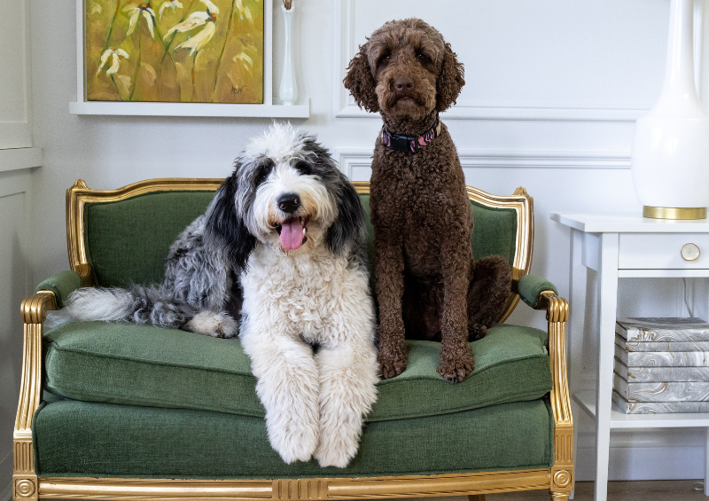 COVER - two dogs on green sofa gold frame simply home decorating design for homes with pets north vancouver