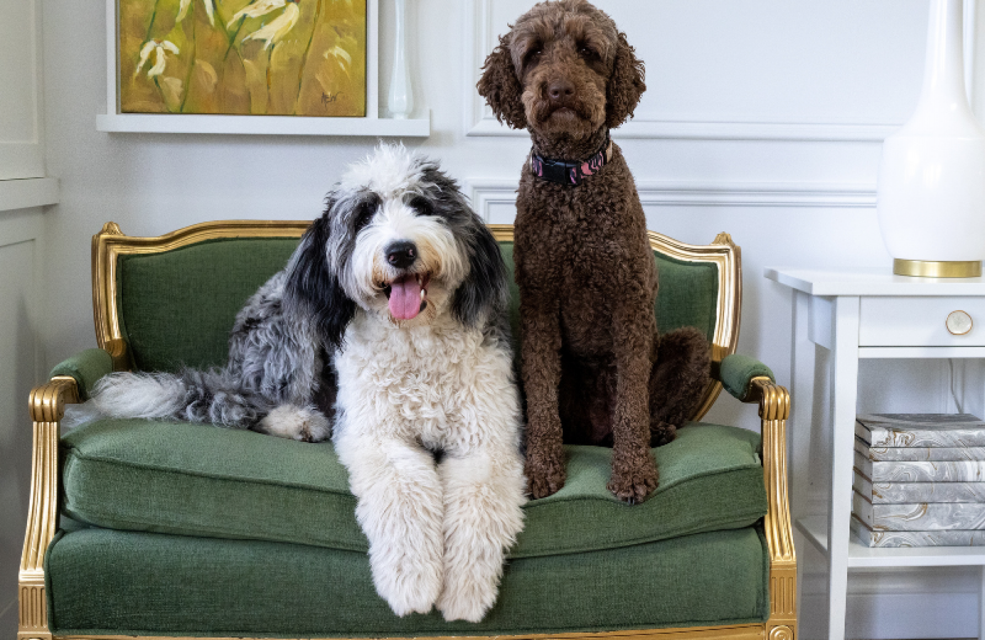 COVER two dogs on green sofa gold frame simply home decorating design for homes with pets north vancouver